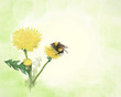 Summer dandelions
