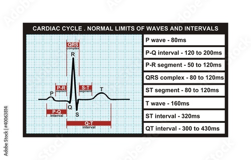 Vektor: Cardiac cycle and normal levels of intervals and waves Cardiac cycle and normal levels of intervals and waves