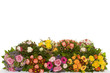 Foto: Blumenstrauß Blumenstrauß