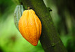 Cocoa pods