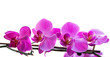 pink orchid