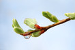 Photo: green new buds and transparent drop on brown branch of tree green new buds and transparent drop on brown branch of tree