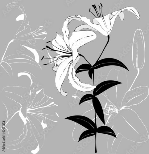 Vector: white lilies white lilies