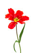 Spring red tulips isolated on white