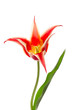 Lily flowered Tulip Aladdin isolated on white