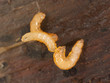 Larva on wood, extreme close-up Larva on wood, extreme close-up