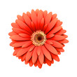 Red daisy flower isolated - 3d render