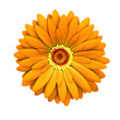 Orange daisy flower isolated - 3d render