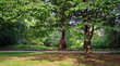 Bäume mit Wiese im Sommer