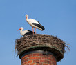 Two white storks in a nest on top of chimney