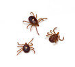 Ticks