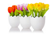 Tulips flowers isolated on the white Tulips flowers isolated on the white