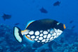 Clown Triggerfish, Maldives