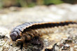 Centipede
