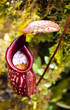 The pitcher plant Nepenthe (carnivorous plant)
