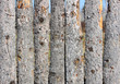 Close up of wooden fence panels Close up of wooden fence panels