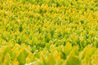 Foto: Tobacco plants Tobacco plants
