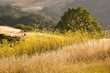 Photo: Black Bird in Golden Mustard Field and Oak Grassland Black Bird in Golden Mustard Field and Oak Grassland