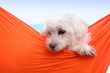 Cute puppy dog Cute puppy dog