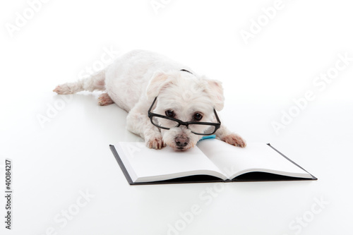 Photo: Lazy dog with head resting on book Lazy dog with head resting on book