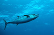 Photo: Dog-tooth tuna in water of Indian ocean, Maldives Dog-tooth tuna in water of Indian ocean, Maldives