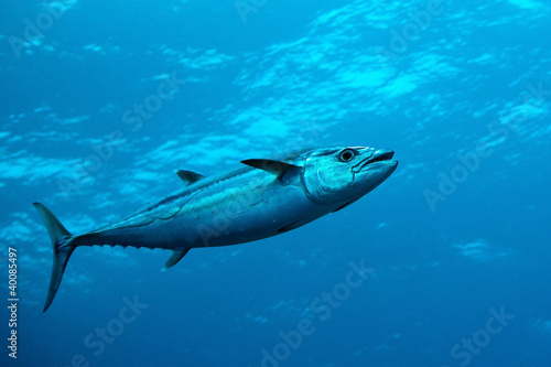 Photo: Dog-tooth tuna in water of Indian ocean, Maldives Dog-tooth tuna in water of Indian ocean, Maldives