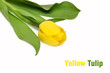 yellow tulip