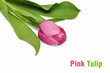 Pink tulip