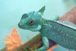 iguana