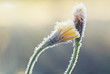 two dandelion.