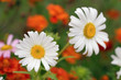 White chamomile
