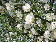 blühender Apfelbaum 7