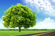 Natural landscape. ecological concept