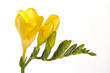 freesia