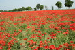 Champ de coquelicot,Somme