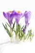 Krokusse unter Schneedecke