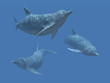 Dolphins