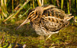 Jack snipe hiding