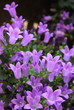 Foto: Campanula flower or bellflowers Campanula flower or bellflowers