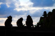 Photo: Three sitting monkey silhouette at sunset Three sitting monkey silhouette at sunset