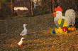 canard