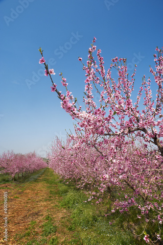 Photo: fiori di pesco fiori di pesco