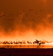 Photo: flocks of flamingos in the sunrise flocks of flamingos in the sunrise