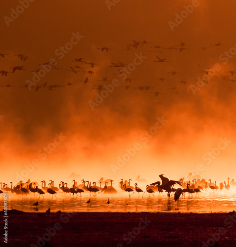 Photo: flocks of flamingos in the sunrise flocks of flamingos in the sunrise