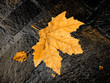 fall bright wet leaf fall bright wet leaf