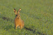 Sitting brown hare in the field
