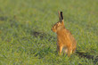Sitting brown hare in the field