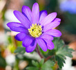 Anemone