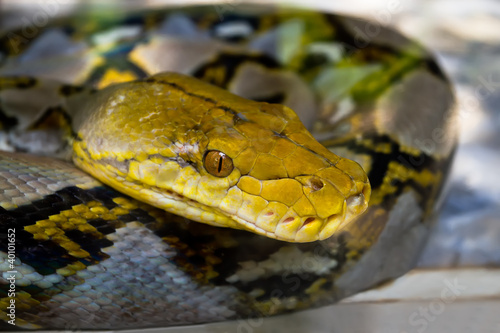 Photo: Сlose-up of a python Сlose-up of a python