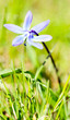 Blaustern